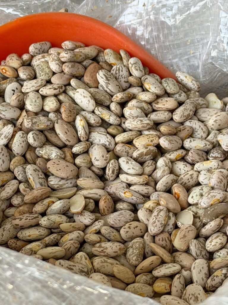 Frijol Pinto Nacional